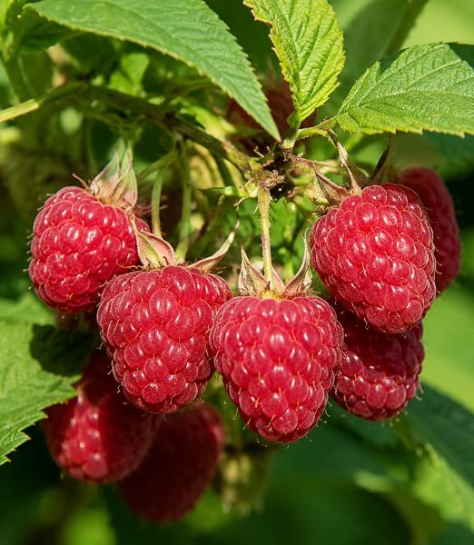 Rubus idaeus 'Meeker'